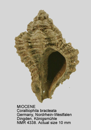MIOCENE Coralliophila bracteata.jpg - MIOCENECoralliophila bracteata(Brocchi,1814)